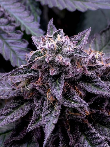 Divine Gelato 3 x Blue Zushi x 44 Photo — flower, day 105