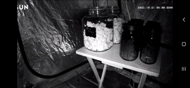 new bee's  — vegetative, day 64