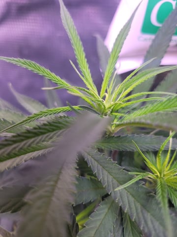 6th Grow — flower, day 43