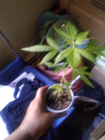 Help For My Plants Care — grow_setup, day 2