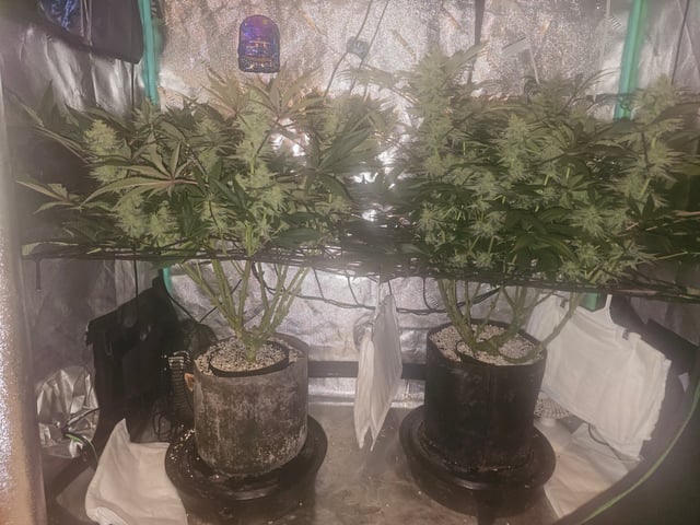 first grow — flower, day 99