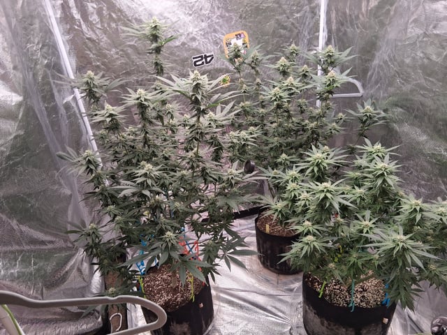 TEAM FULL AUTOS — flower, day 111