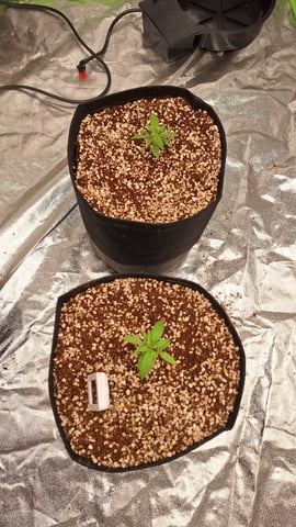 Gorilla Girl Autopot — vegetative, day 23