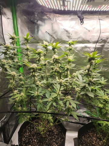 Fat Matt's 1st grow — flower, day 8
