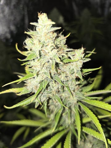 3rd Auto Grow — flower, day 98