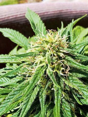 Sour Glue — flower, day 95