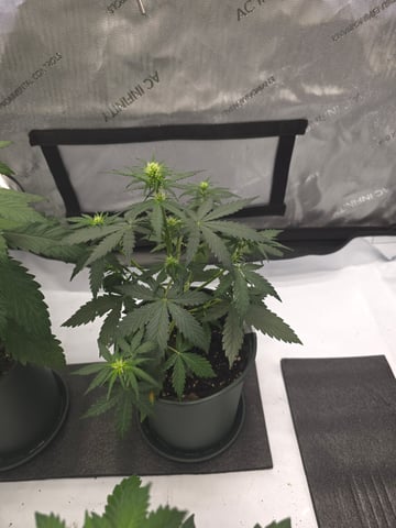 Homegrown - 🍒 🥧 & GSC Auto, 🚀 Seeds 🍌 Buttercups  — flower, day 33