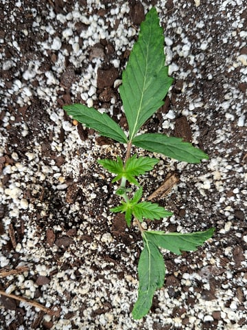 Blackberry Kush — vegetative, day 19