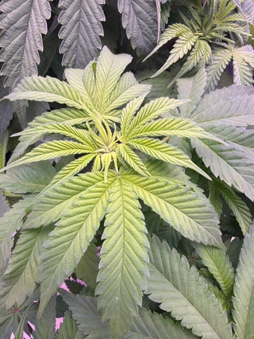 Cookies Haze — vegetative, day 53