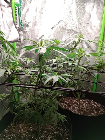 All Aboard!!! — flower, day 69