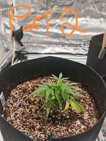 My First Grow — vegetative, day 1
