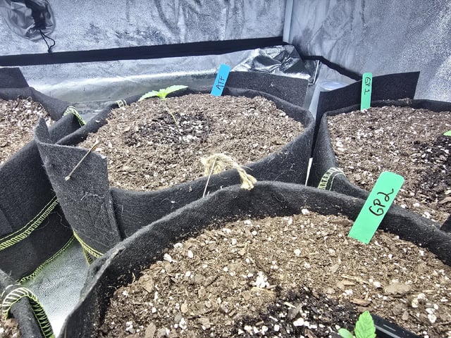Autos AGAIN — germination, day 8