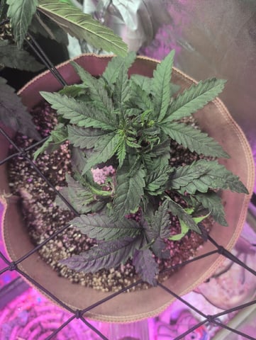 2025-26 — vegetative, day 28