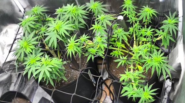 Blue Dream Feminized  — vegetative, day 73