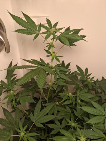 S&D  First Grow — flower, day 56