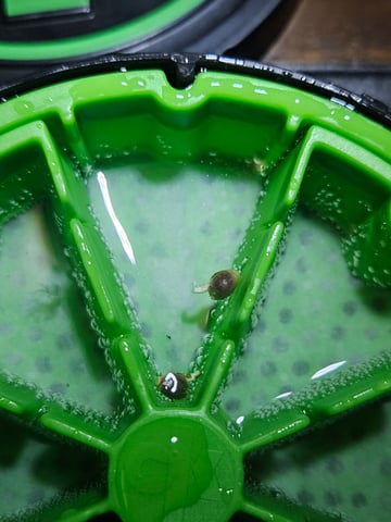 OG Kush — germination, day 3