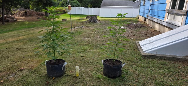 Let's just leave these right here! — flower, day 64