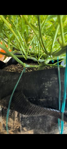Cinderella 99 — flower, day 52