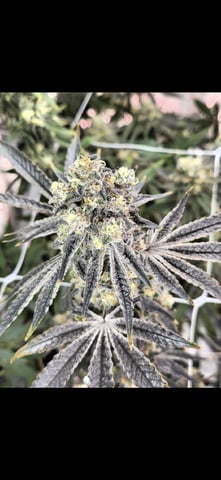 Grow 5.o — flower, day 100