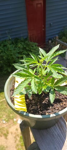 wedding cake auto flower — vegetative, day 26