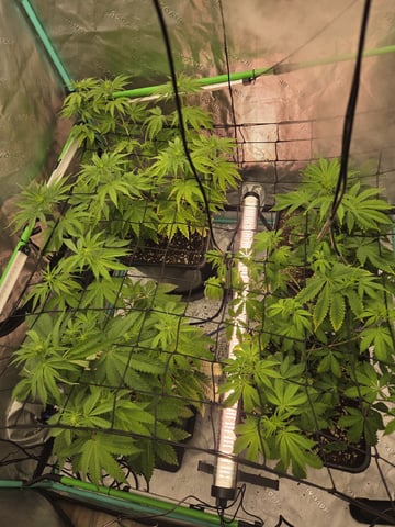 spring indoor 2026 — flower, day 13