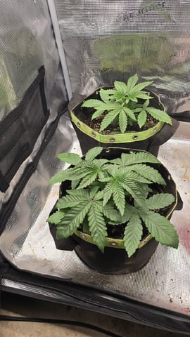 Blueberry Swirl — vegetative, day 18