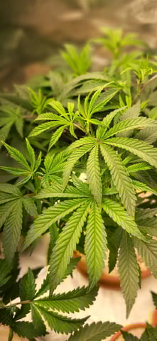 1st grow indoors(cardboard box to 2x2x4 to 5x5x6) — vegetative, day 41