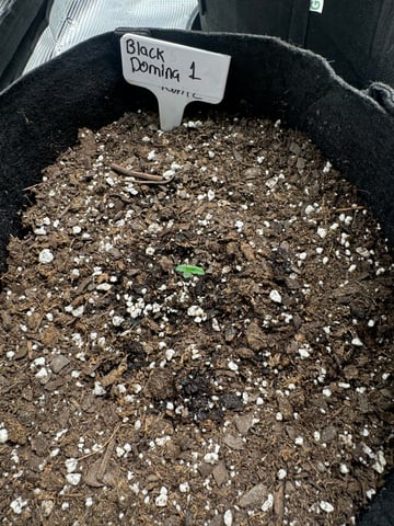 SSH and BD — seedling_rooting, day 6