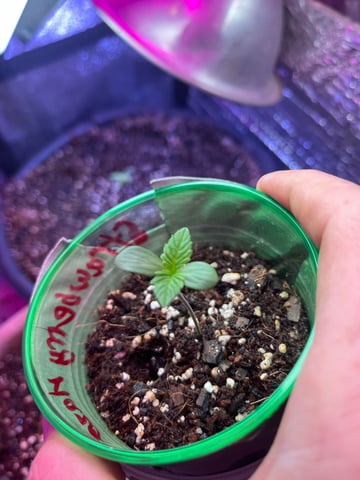 Lavender and Anesthesia Auto — seedling_rooting, day 20