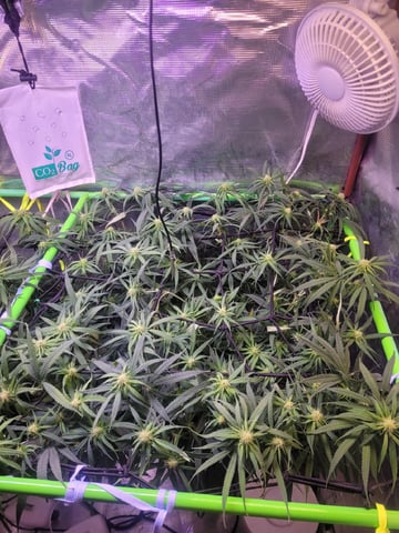 6th Grow — flower, day 53