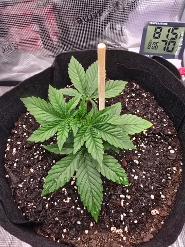 Northern lights #10 (Alaska) — vegetative, day 14