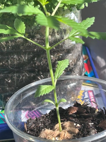 PeanutButter Cookies — vegetative, day 23