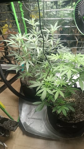 Gelato & Amnesia  — flower, day 43