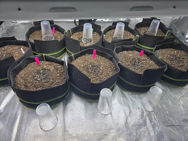 3rd Auto Grow — germination, day 22