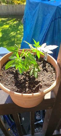 Alaskan bananaberry auto — vegetative, day 17