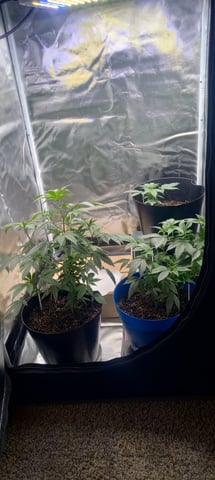 frst grow tent grow — vegetative, day 35