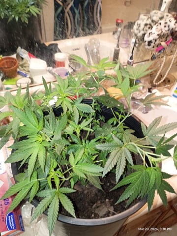 Georgia Pie Female Photo — vegetative, day 28