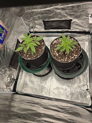StrawZ (autoflower) — vegetative, day 22