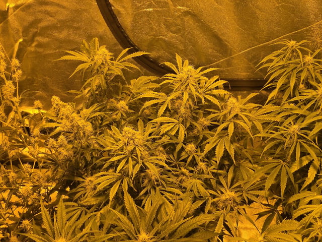 Autos AGAIN — flower, day 61