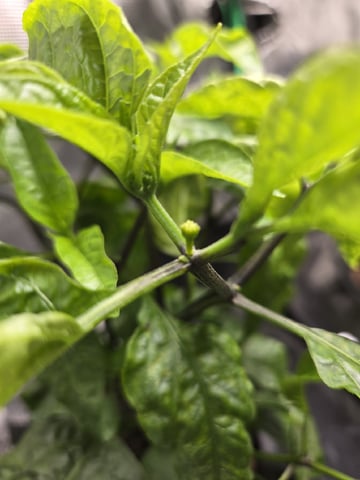 JALAPEÑO 🌶 — flower, day 68