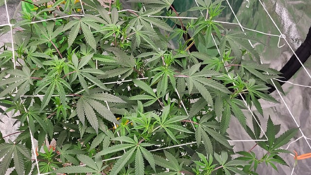 1st grow indoors(cardboard box to 2x2x4 to 5x5x6) — flower, day 92