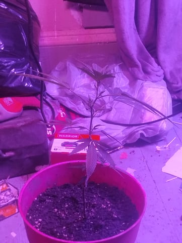 garlic mints — vegetative, day 1