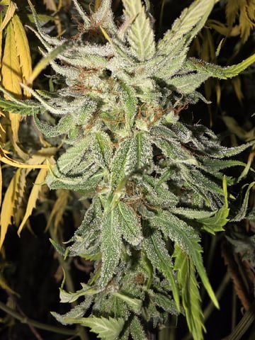 Autos — harvest, day 85