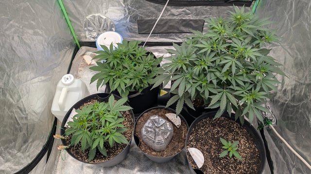 Mixed Grow — grow_setup, day 35