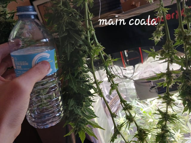 9lbhammer feminized  — harvest, day 71