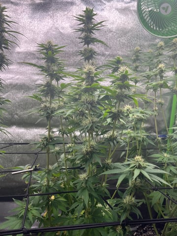 My First Four — flower, day 81