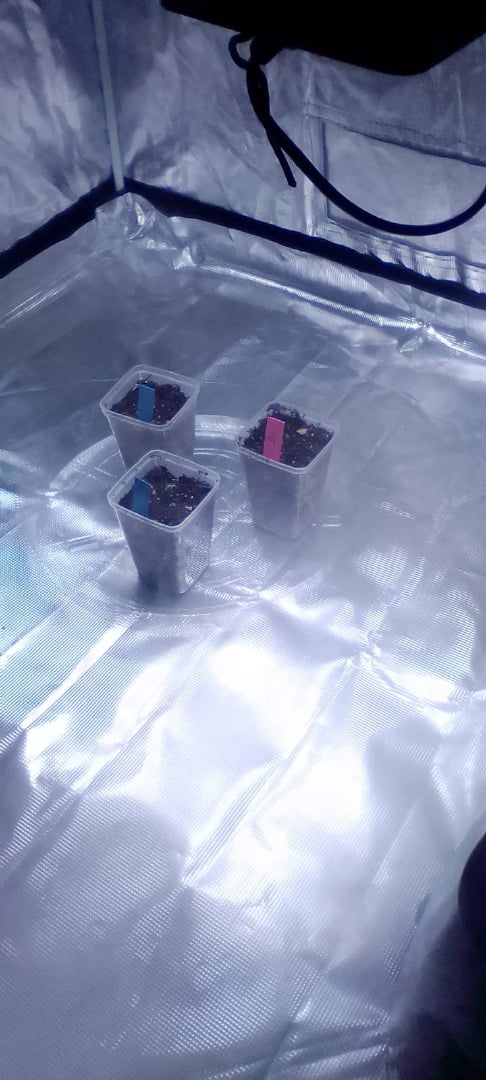 Seedman mix auto & seedman mix auto & GodFather OG