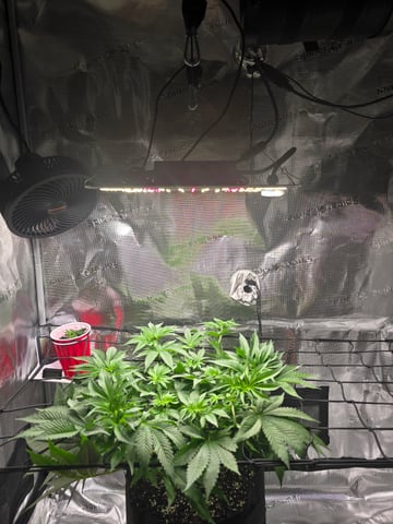 Northern lights #10 (Alaska) — flower, day 40