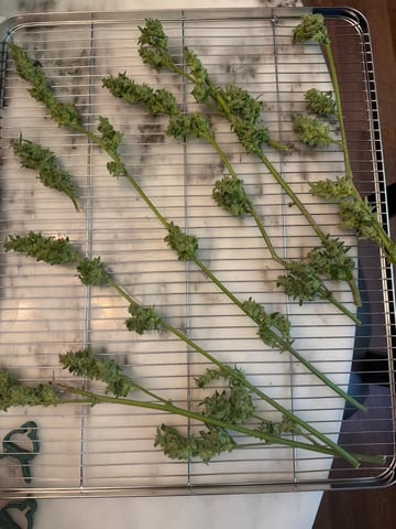 Indoor & Outdoor Grow 6 — flower, day 62