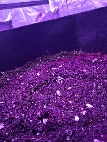 first auto grow — seedling_rooting, day 1